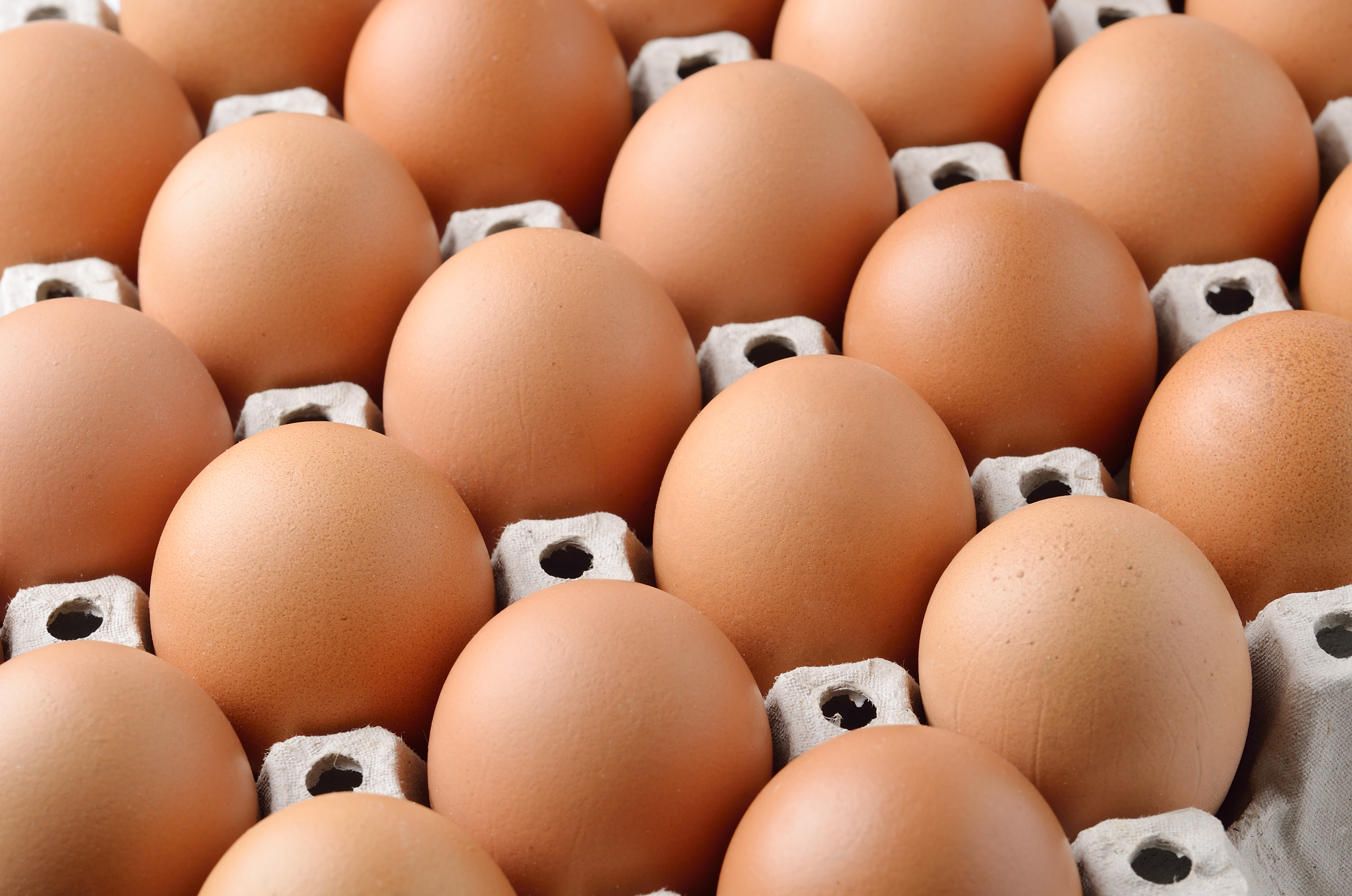 chicken-egg-in-panel-eggs-2021-09-03-19-05-03-utc.jpg